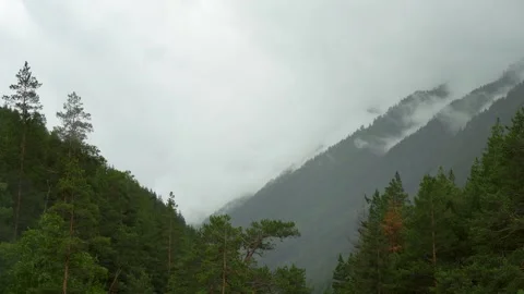 Misty slopes, pine forest and hidden ridges Stock Footage 342713211