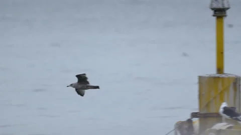 Misty Slow Motion of Seagull Flying Past Yellow Buoy Stock Footage 253472527