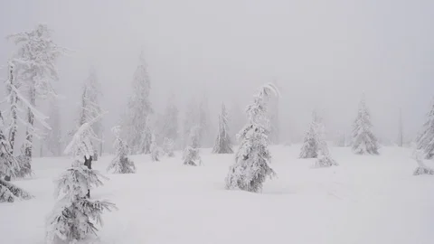 Misty snow covered forest Stock Footage 86116705