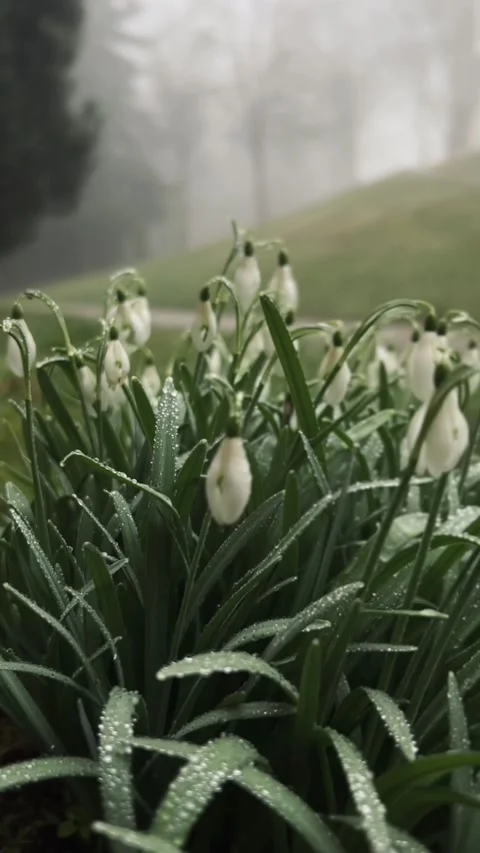Misty Snowdrops, German Spring Stock Footage 310874241