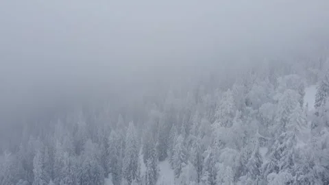 Misty Snowy Forest 2 Stock Footage 305186169
