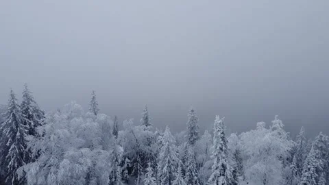 Misty Snowy Forest Stock Footage 305186131