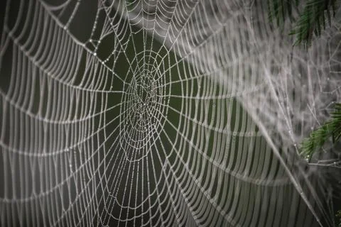 Misty spiderwed Stock Photos