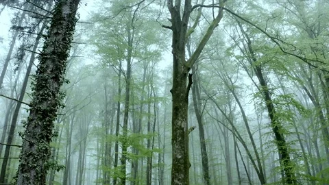 Misty spring mixed forest, backward camera movement, slightly upward angle, 8K Stock-Footage 320149751
