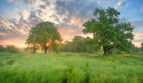 Misty spring morning Stock-Fotos