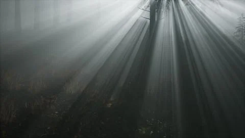 Misty Spring Morning in Pine Tree Forest 스톡 일러스트