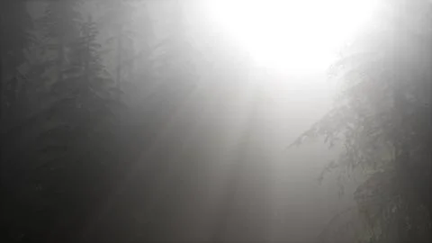 Misty Spring Morning in Pine Tree Forest 스톡 일러스트