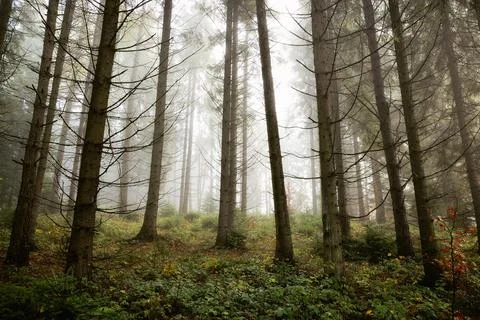 Misty spruce forest Foto stock