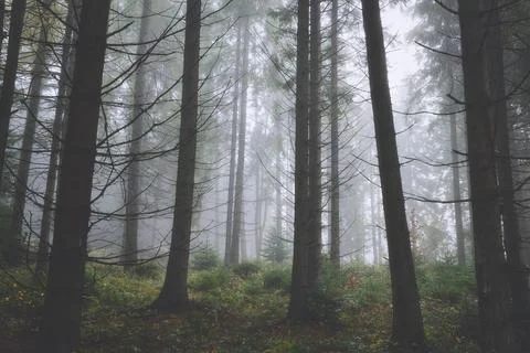 Misty spruce forest Stock Photos