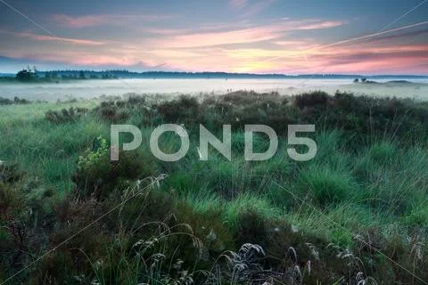 Misty summer sunrise on marsh Stock Photos