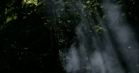 Misty Sun Rays in the Forest. Stock Footage 66556892