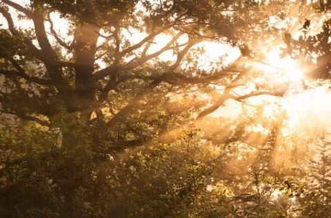 Misty sunbeams through tree branches Stock Photos