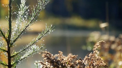 Misty Sunny Lakeside Nature 스톡 동영상 71663224