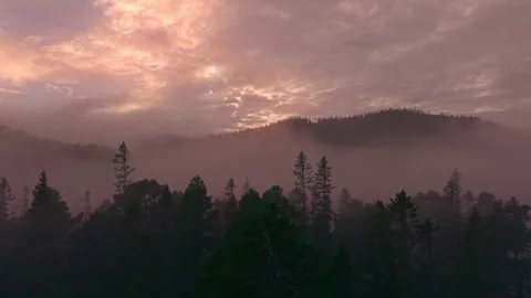 Misty Sunrise Above Pine Forest in Trøndelag, Norway Video stock 320109634