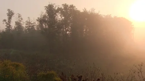 Misty sunrise 스톡 동영상 83098499