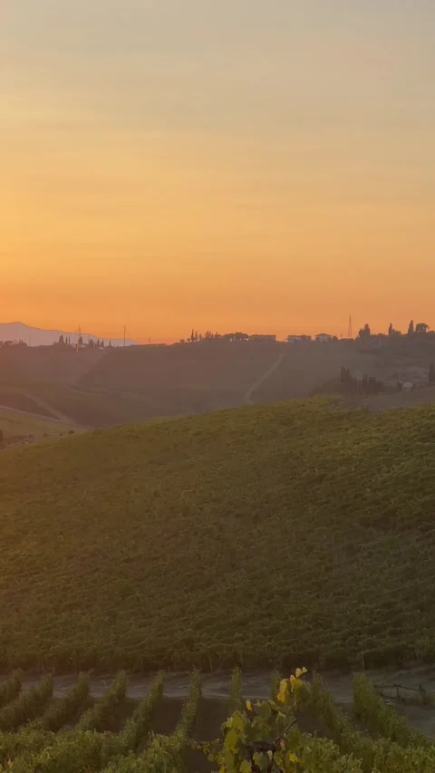 Misty Sunset over Cypress Trees and Vineyards in Tuscany Stock Footage 312007267