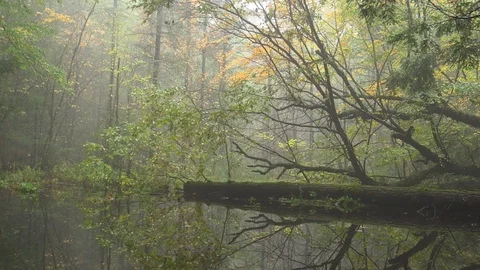 Misty Swamp Landscape 库存影片 113719261