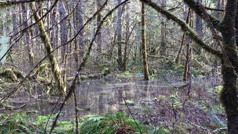 Misty Swampy forest through the trees Vídeos de archivo 76504584