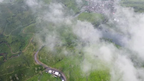 Misty tea garden Video stock 242142978