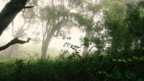 Misty time in forest with huge wind Stock-Footage 98885047