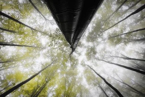 Misty Touch of the Canopies Stock Photos
