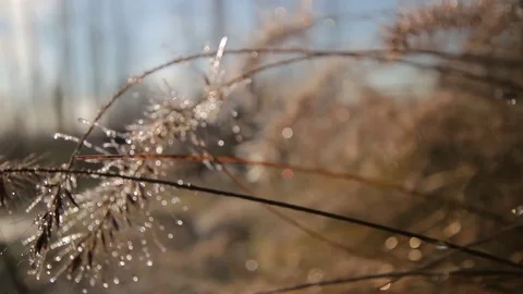 Misty Trail 4 Stock Footage 72542633