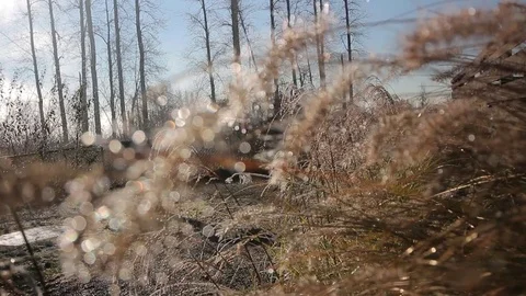 Misty Trail 5 Stock Footage 72542592