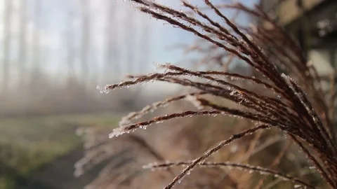 Misty Trail Bounce Stock Footage 72542676