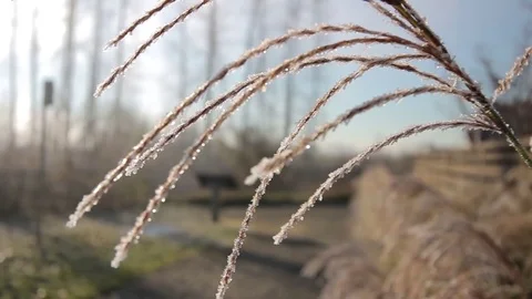 Misty Trail Pan Stock Footage 72542661