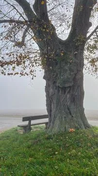 Misty tree with bench Stock Photos