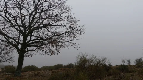 Misty tree Stock Footage 107726466