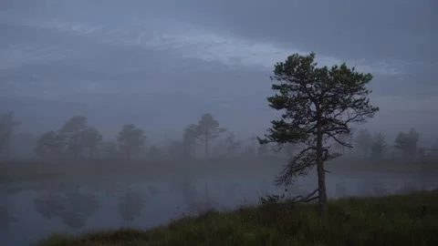 Misty Tree Video stock 247433065