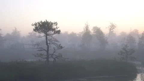 Misty Tree Video stock 247553305