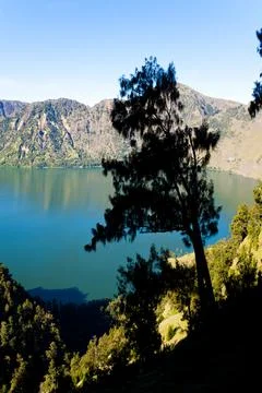 Misty Tree on the Three Day Mount Rinjani Trek, Lombok, Indonesia, Asia Stock Photos