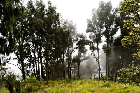 Misty Tree on the Three Day Mount Rinjani Trek, Lombok, Indonesia, Asia Stock Photos