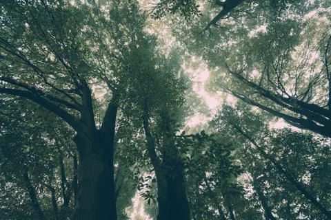Misty trees above Stock Photos