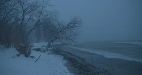 Misty Trees on the Beach as Waves crash the shoreline 库存影片 246329408