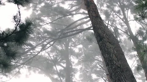 MISTY TREES 스톡 동영상 186013877