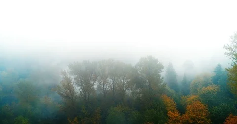 Misty trees forest Stock Footage 96943726
