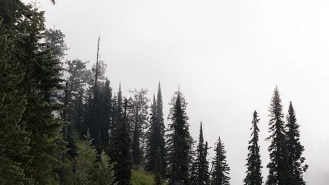 Misty Trees on the Mountainside 4K Stock Footage 69829512