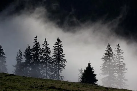 Misty trees Stock Photos