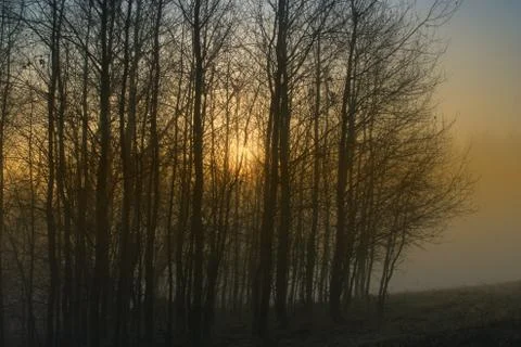 Misty trees Stock Photos