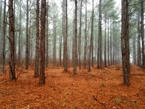 Misty trees Stock Photos