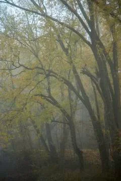 MIsty Trees Stock Photos