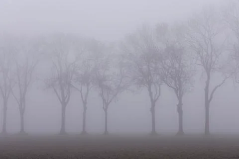 Misty Trees Stock Photos