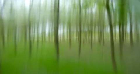 Misty trees Stock Photos