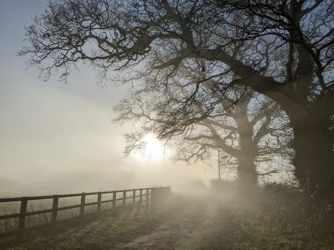 Misty trees Stock Photos