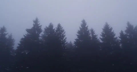 Misty trees in snow. Slow motion. Stock Footage 130191479