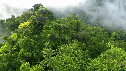 Misty Tropical Forest Stock Footage 323143067