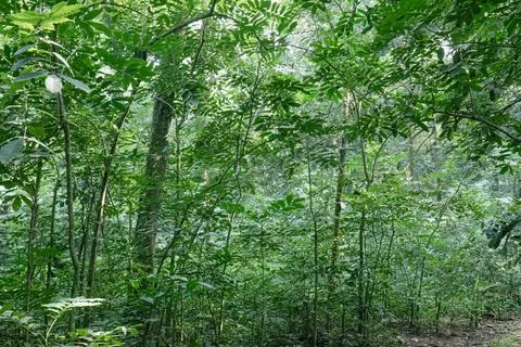 Misty Tropical Forest Interior with Trunks and Soft Light Stock Photos